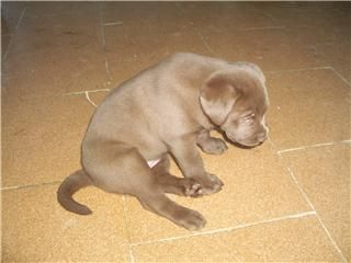 Ulttimo labrador chocolate con pedigree