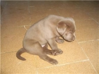 Ulttimo labrador chocolate con pedigree - mejor precio | unprecio.es