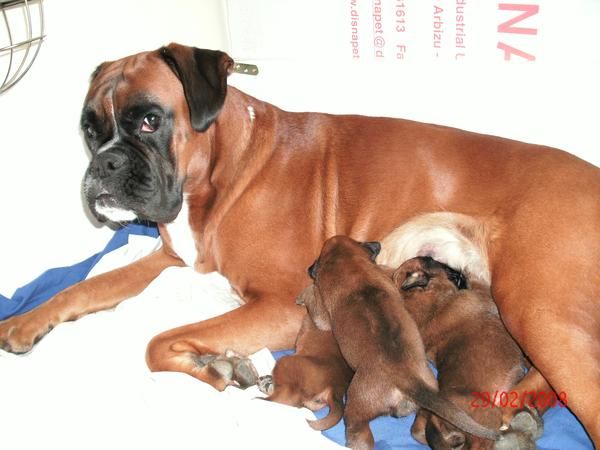 VENDO CACHORROS BOXER EXCELENTE PEDIGREE