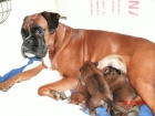 VENDO CACHORROS BOXER EXCELENTE PEDIGREE - mejor precio | unprecio.es