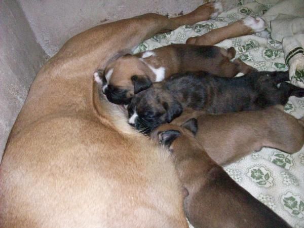 vendo cachorros de boxer de pura raza