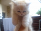 VENDO GATITA PERSA !!! - mejor precio | unprecio.es