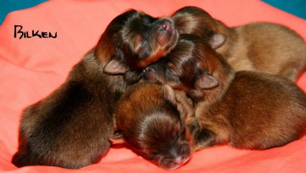 Preciosos cachorros de Lulú de Pomerania