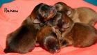 Preciosos cachorros de Lulú de Pomerania - mejor precio | unprecio.es