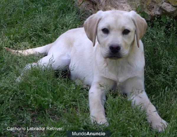 Cachorrito Labrador Retriver 150 Euros