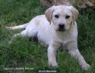 Cachorrito Labrador Retriver 150 Euros - mejor precio | unprecio.es