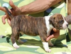 Cachorros Amstaff - mejor precio | unprecio.es