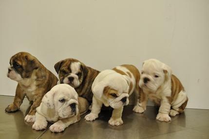 CACHORROS DE BULLDOG INGLES
