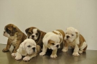 CACHORROS DE BULLDOG INGLES - mejor precio | unprecio.es
