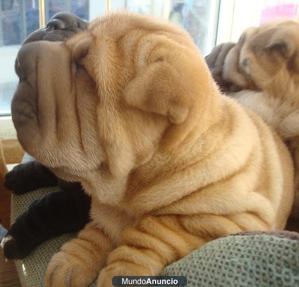 Cachorros Shar-pei !