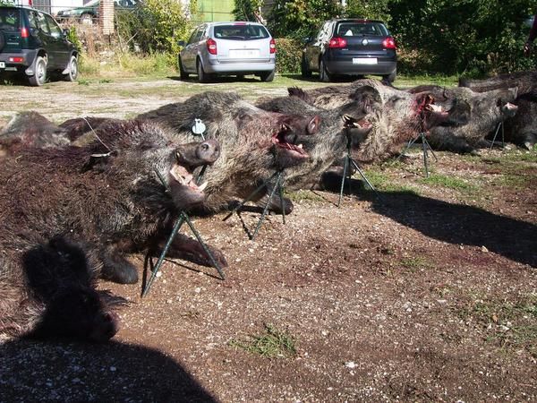 Cercón de jabalies medalla cerca de Madrid