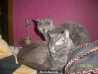 GATITOS AZUL CHARTREUX - mejor precio | unprecio.es