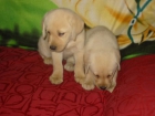 Labradores retriever,cachorros,machos y hembras color dorado. - mejor precio | unprecio.es