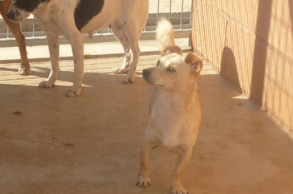 perro cachorro tamaño mini pequeño