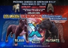 PROXIMA CAMADA DE AMERICAN BULLY - mejor precio | unprecio.es