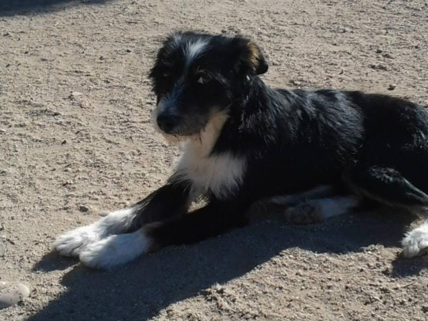 Magu mestizo en adopción