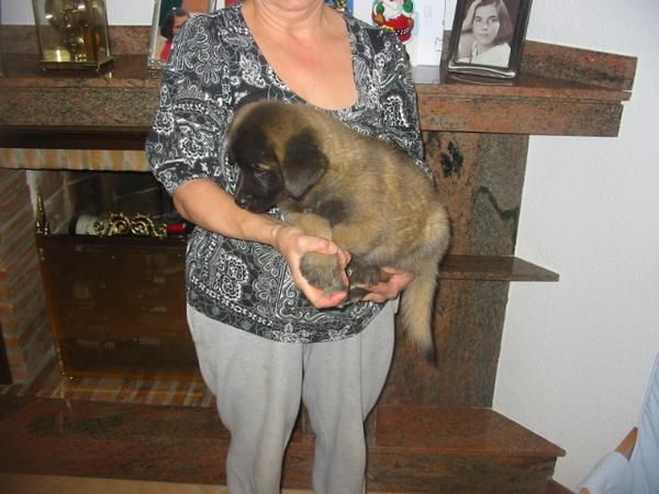 Akita-Inu,dos hembras disponibles,son las de las fotografías.