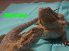 ALIMENTO VIVO/REPTILES/TERRARIOS A MEDIDA - mejor precio | unprecio.es