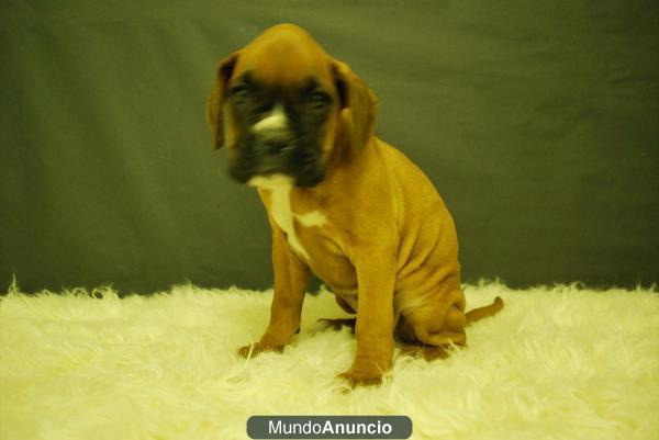 boxer dorados, cachorros con pedigre