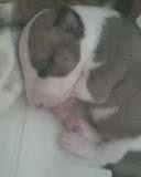 cachorros de bullterrier