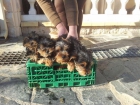 cachorros de yorkshire - mejor precio | unprecio.es