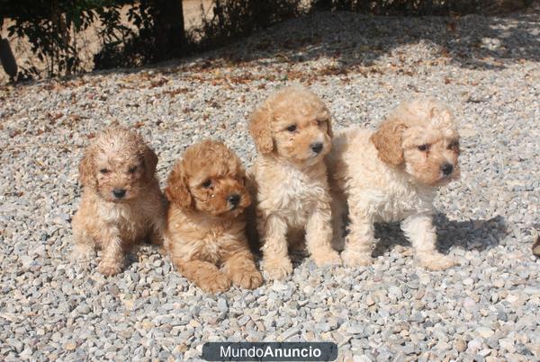 CANICHES 300€