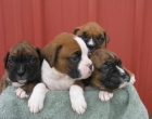 Preciosas cachorritas de boxer - mejor precio | unprecio.es