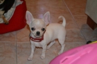 preciosos cachorros de chihuahuas - mejor precio | unprecio.es