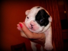 Vendo preciosos cachorritos de bulldog frances - mejor precio | unprecio.es