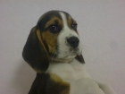 BEAGLE perro alegre, perros, cachorros, criadero, venta. El estándar lo describe como un perro alegre, intrépido, - mejor precio | unprecio.es