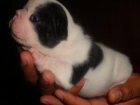 BULLDOG FRANCES MACHO CAMADA 100% FAMILIAR - mejor precio | unprecio.es