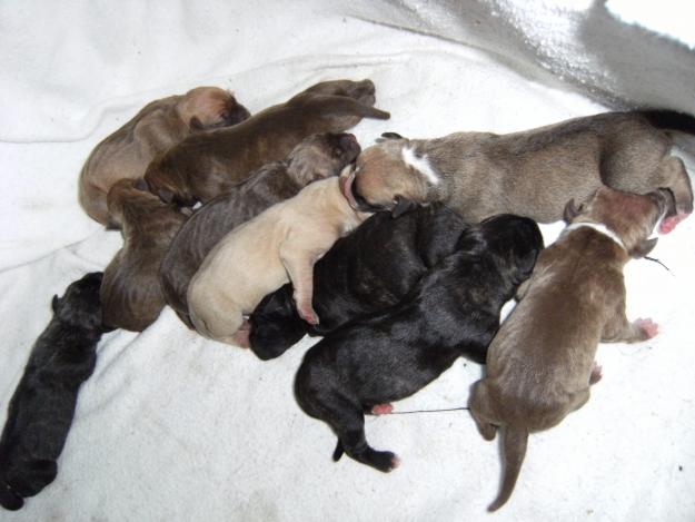 CACHORROS PITBULL