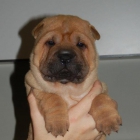 cachorros shar pei - mejor precio | unprecio.es
