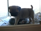 Carlino hembra 450 euros - mejor precio | unprecio.es