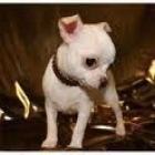 chihuahua varios en venta - mejor precio | unprecio.es