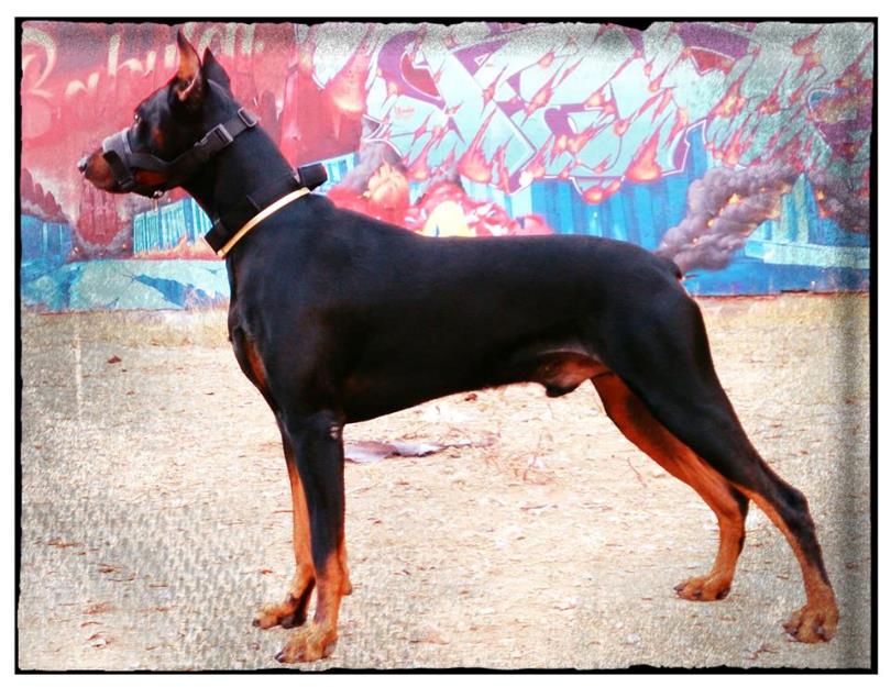 Doberman macho para monta