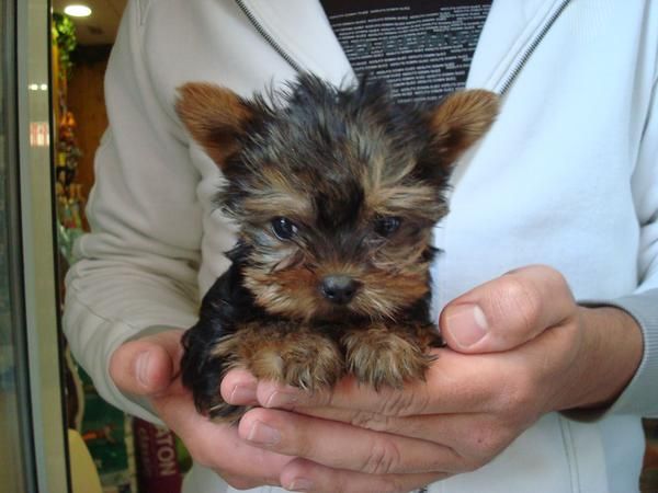 EL RINCON DEL CACHORRO YORKSHIRE TOY Y MINITOY
