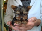 EL RINCON DEL CACHORRO YORKSHIRE TOY Y MINITOY - mejor precio | unprecio.es