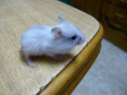 Hamster Rusos - mejor precio | unprecio.es