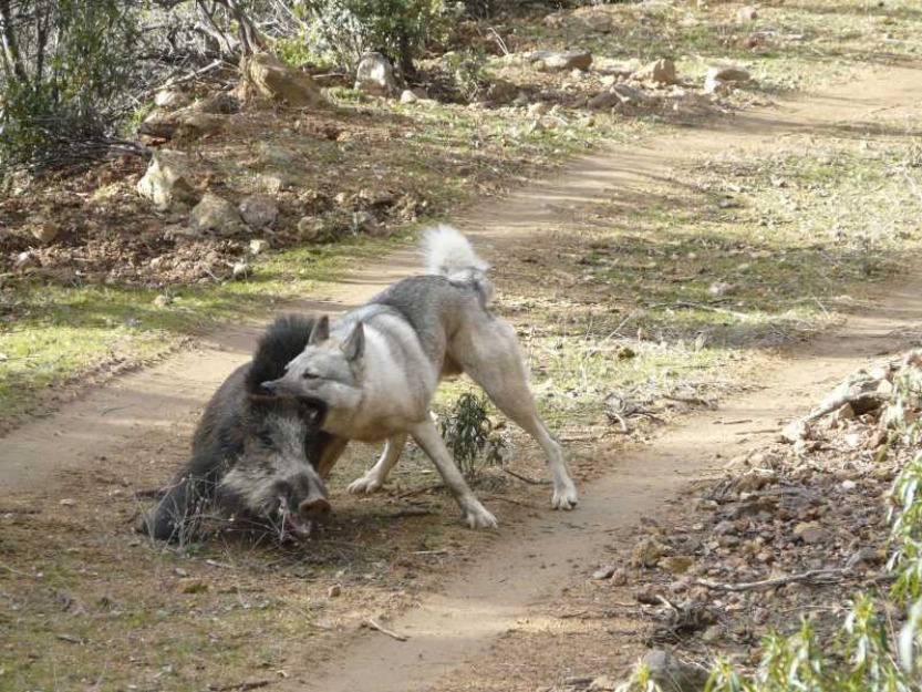 laika de siberia occidental