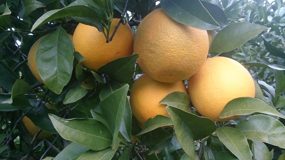 naranjas salustianas