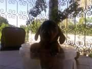 PERROS MARRONES TECKEL