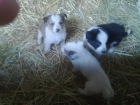 PREDIOSOS BORDER COLLIES!!!! - mejor precio | unprecio.es