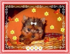 yorkshire terrier  camadita toy - mejor precio | unprecio.es