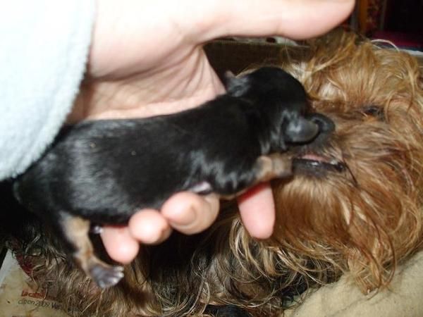 Yorkshire Terrier Mini