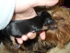 Yorkshire Terrier Mini - mejor precio | unprecio.es