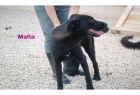 Adopta a Malta - mejor precio | unprecio.es