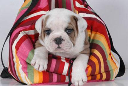 Bulldog inglese