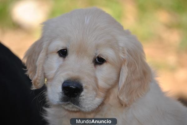 Cachorros Golden Retriever