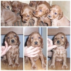 LINDOS COCKER SPANIEL INGLES A 250 EUOS - mejor precio | unprecio.es